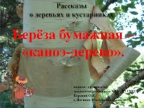 Рассказы о деревьях и кустарниках. Берёза бумажная - каноэ-дерево.