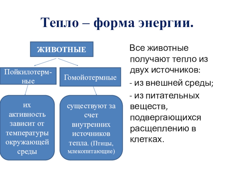 Реферат: Терморегуляция животных