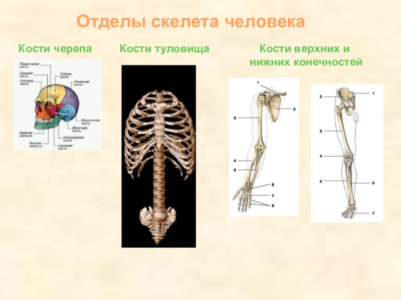 Отдел кости функции. Отделы скелета. Отделы костей человека. Отделы скелета туловища. Отделы скелета человека и кости.
