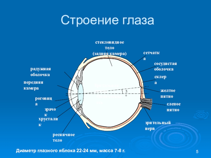 Внутренняя ось. Наружная ось глазного яблока анатомия. Глазное яблоко строение передний полюс. Строение глаза. Задний полюс глазного яблока.