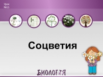 Презентация к уроку по теме Соцветия (биология 6 класс)