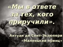 Презентация по теме Породы кошек