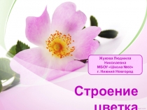 Презентация по биологии на тему Строение цветка (6 класс)