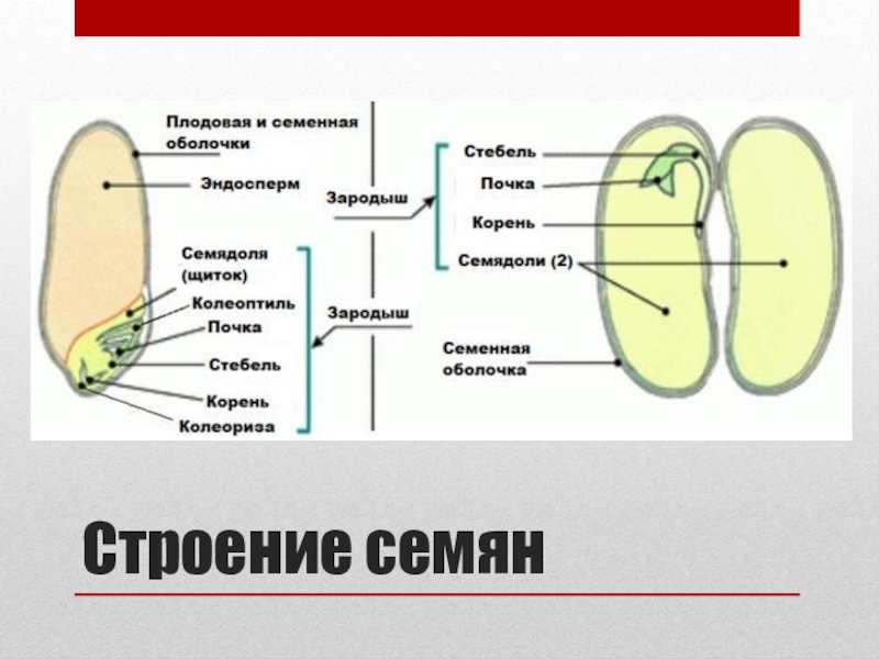 Схема строения семени однодольного и двудольного растения