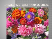 Презентация по окружающему миру на тему Чудесные цветники осенью 2кл