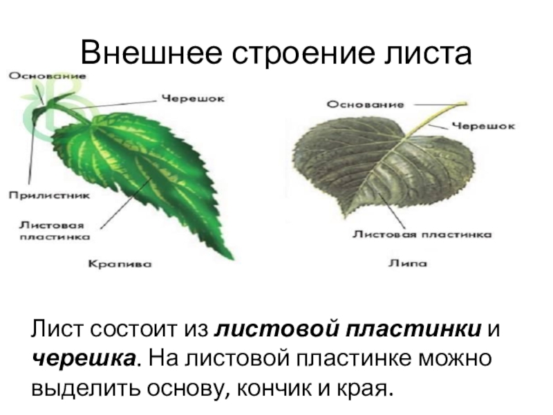 Какое внешнее строение листа. Внешнее строение листовой пластинки. Строение листа клубники черешок. Функции черешка листа. Лист состоит из черешка и листовой пластинки.