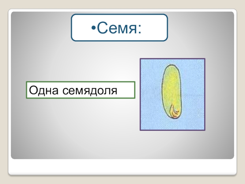 1 семена. Одна семядоля. Семядоля однодольных. Семядоля семени пшеницы. Одна и две семядоли.