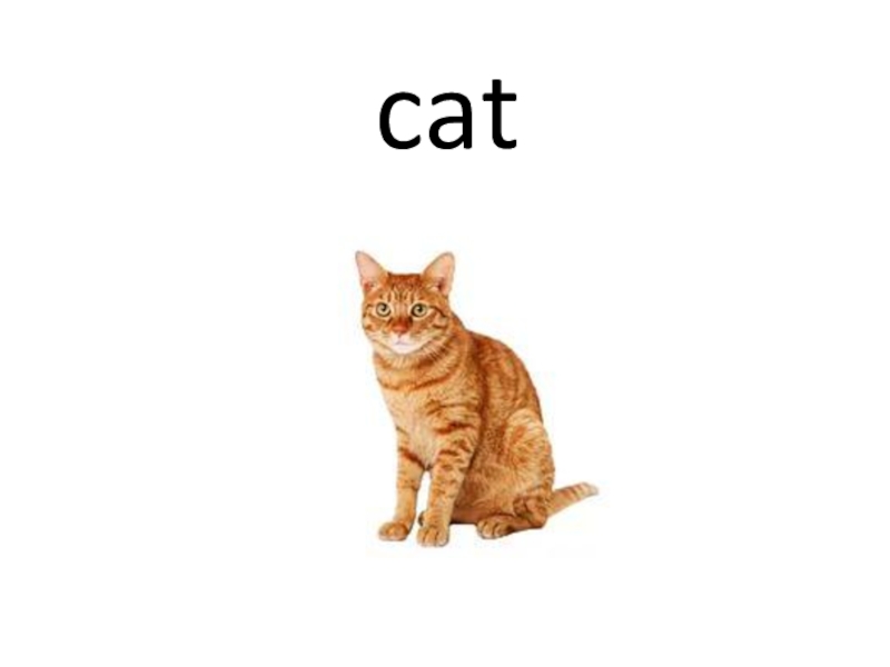 This is he cat. Cat Flashcard. Кошки презентация на англ. A Cat she или it. Кошка это it или she.