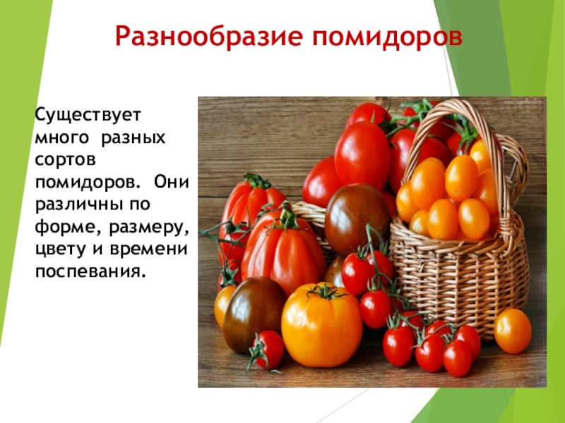 Класс томата. Разнообразие помидоров. Классификация томатов. Томаты разнообразие сортов. Разнообразие форм томата.