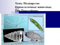 Подцарство Одноклеточные животные. Тип Простейшие