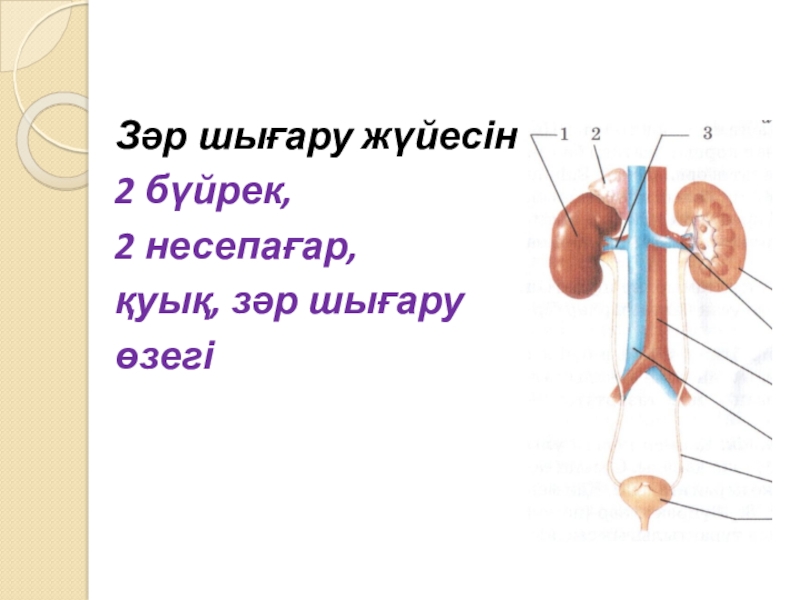 Ауыр тупрагын енел булсын картинки