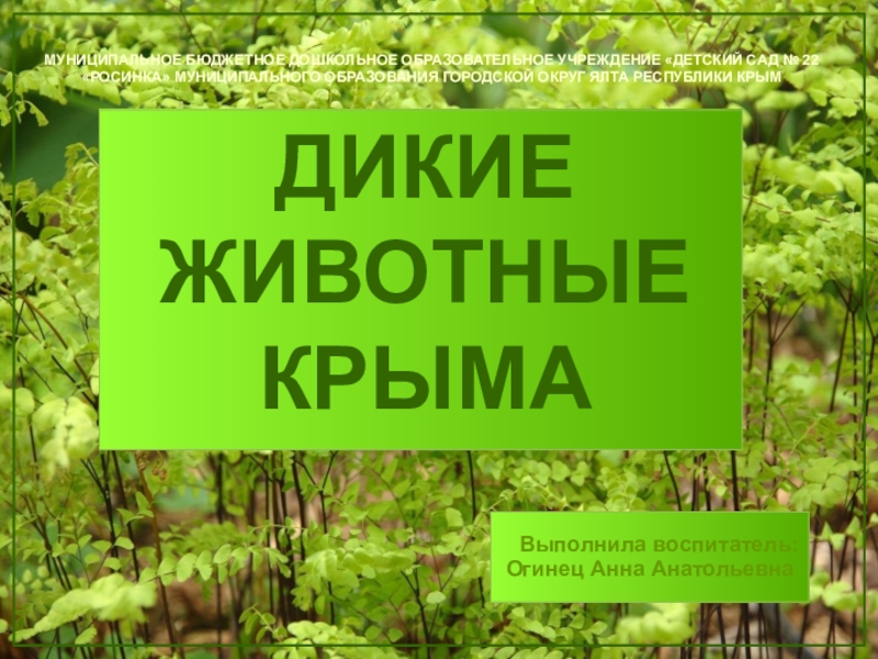 Презентация Презентация по ознакомлению с природой на тему Дикие животные Крыма (старшая группа)