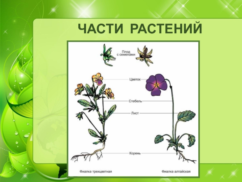 Презентация разнообразие растений 3 класс окружающий мир школа россии