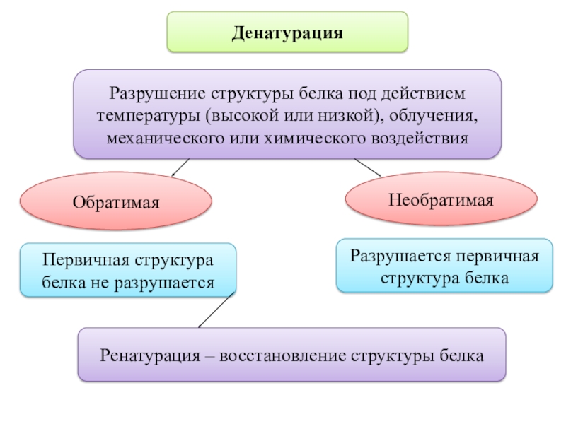 Как называется процесс разрушения белков. Разрушение структуры белка. Денатурация белка разрушение структуры. Разрушение первичной структуры белка. Процесс разрушения структуры белка.