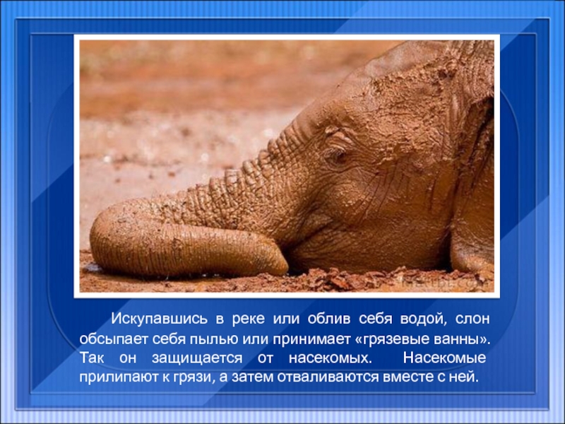 Искупавшись в реке или облив себя водой, слон обсыпает себя пылью или принимает «грязевые