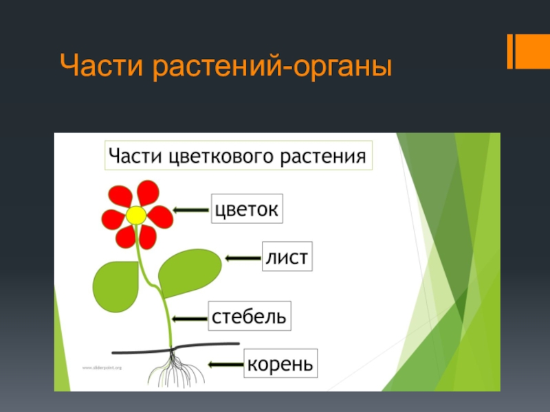 Особенности строения комнатных растений презентация