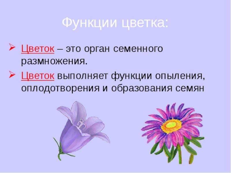 Цветов 5 классов. Выполняемые функции цветка. Какую функцию выполняет цветок. Функции цветка растения. Какую функцию выполняет цветок растения.