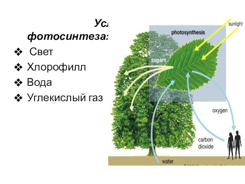 Схема фотосинтеза в природе. Схема фотосинтеза у растений. Условия фотосинтеза. Условия протекания фотосинтеза. Условия для фотосинтеза растений.