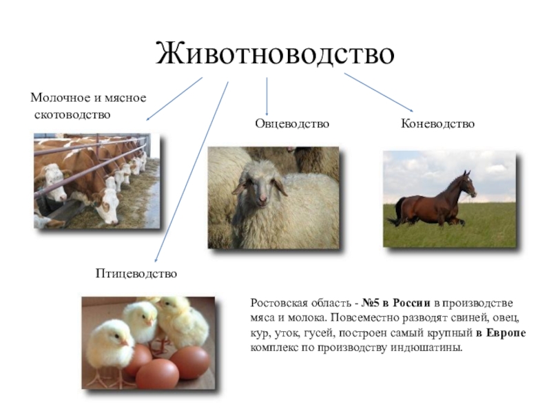 Экономика ростовской области 3 класс проект окружающий