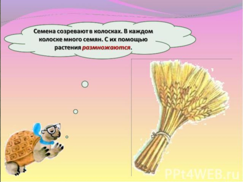 Как живут растения 1 класс презентация. Как живут растения 1 класс Плешаков. Вывод по окружающему миру 1 класс как живут растения. Презентация как живут растения 1 класс Плешаков школа России. Как живут растения 1 класс окружающий мир ответы.