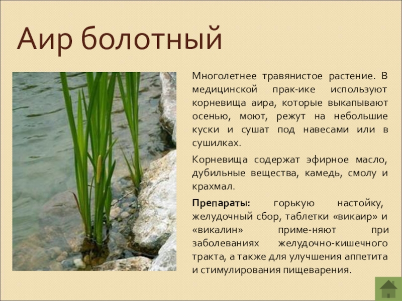 Аир болотныйМноголетнее травянистое растение. В медицинской прак-ике используют корневища аира, которые выкапывают осенью, моют, режут на небольшие