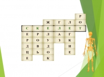 Презентация к уроку Скелет человека