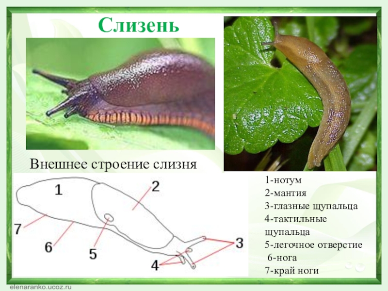 Какой тип развития характерен для голова слизня изображенного на рисунке