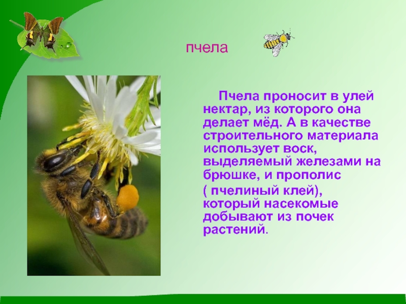 Пчелы 2 класс окружающий. Пчела проносит в улей нектар из которого она делает мёд. Пчела по окружающему миру. Важная информация о пчелах. Пчелы делают мед.