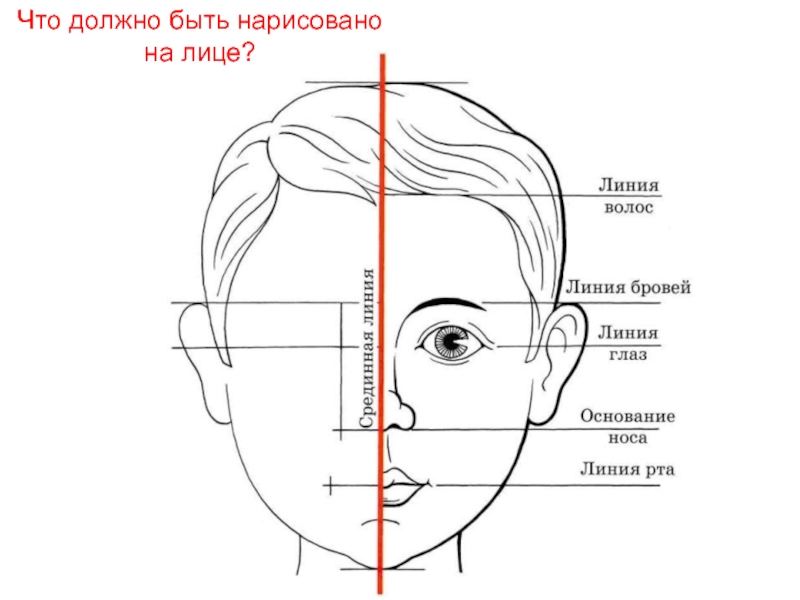 Схема лица изо 6 класс - 87 фото