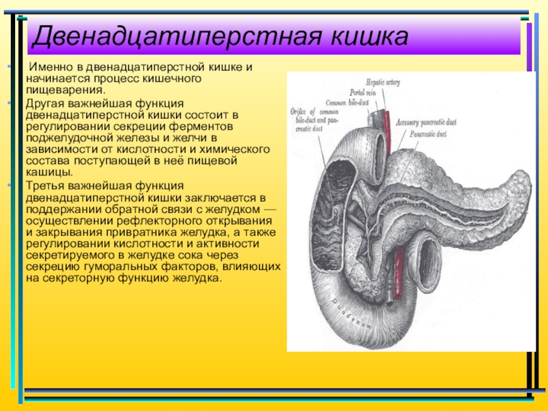 Содержимое 12 перстной кишки