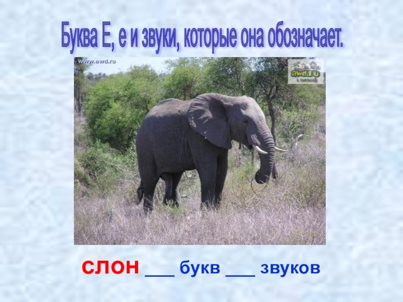 Звук слоника