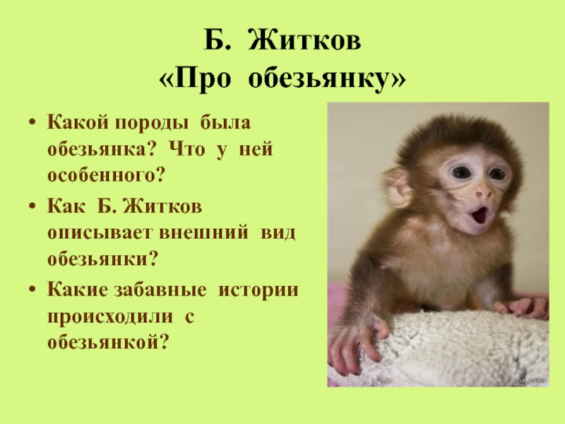Тема текста про обезьянку