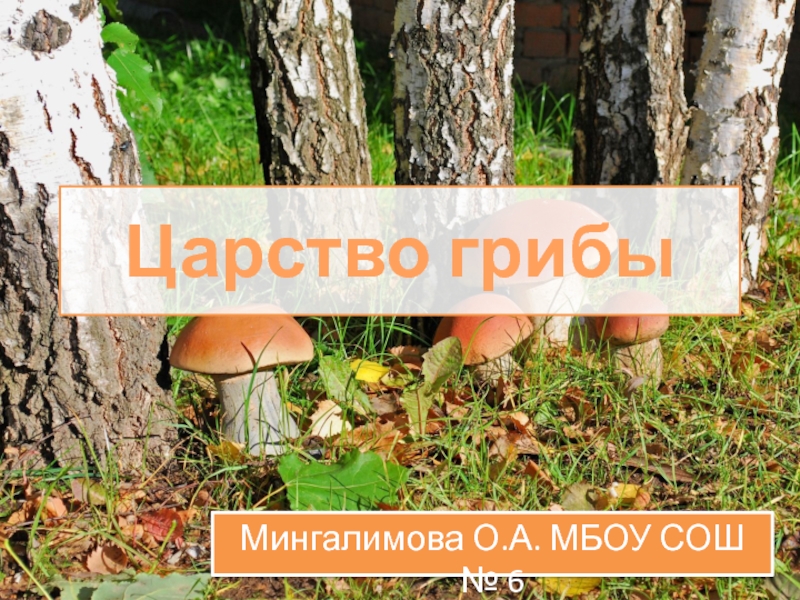 Презентация по биологии на тему грибы