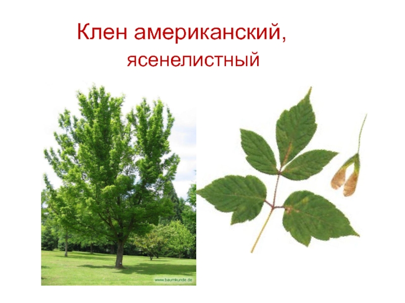 Клен американский фото дерева и листьев описание