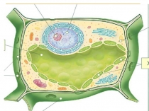Презентация по биологии по теме: Жизнедеятельность клетки
