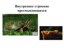 Презентация по биологии на тему внутреннее строение рептилий (7 класс)