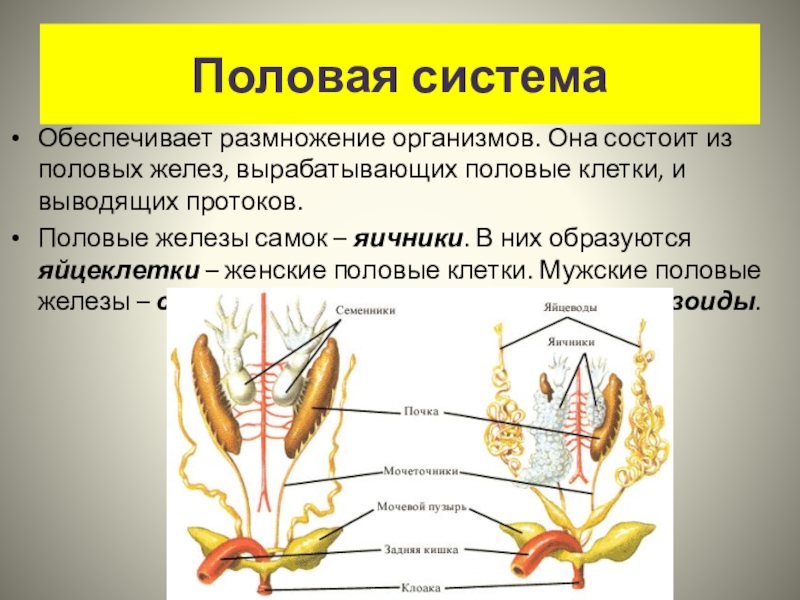 Презентация на тему размножение 8 класс