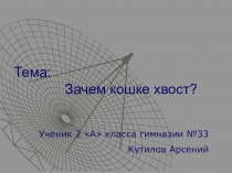 Презентация по окружающему миру Зачем кошке хвост