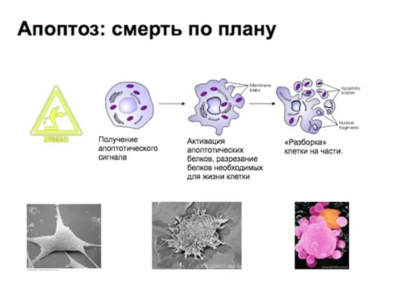 Клетка умирает. Апоптоз клетки иммунология. Апоптоз этиология. Апоптоз у растений. Причины апоптоза клеток.