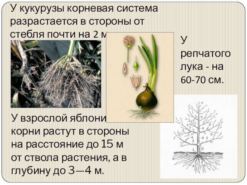 Особенности корня. Корневая система кукурузы. Корневая система лука репчатого. Строение корневой системы лука. Тип корневой системы у кукурузы.