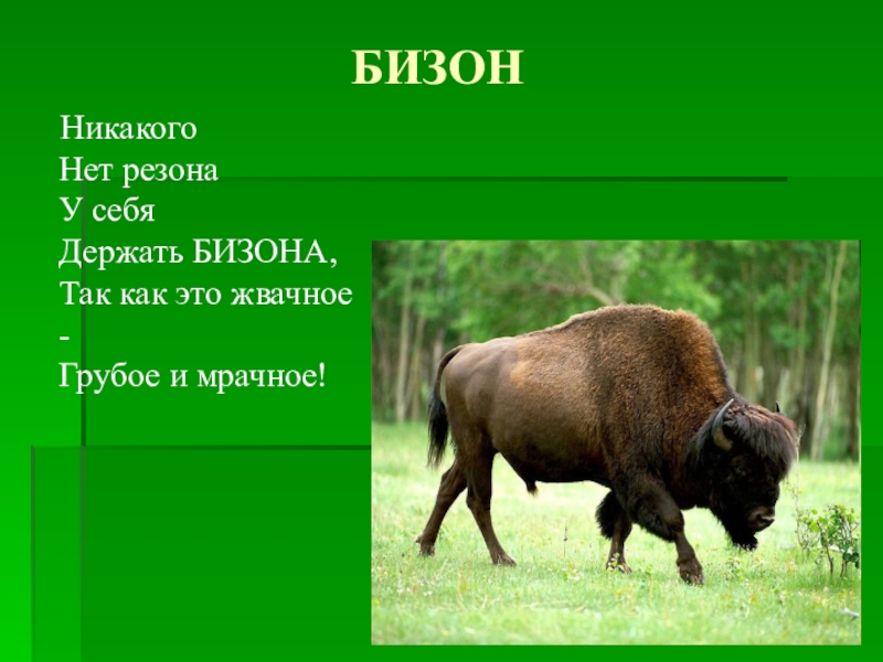 Бизон описание серий. Бизон презентация. Американский Бизон презентация. Сообщение о Бизоне. Доклад о Бизоне.