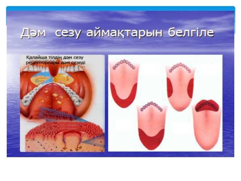 Сезім мүшелері презентация