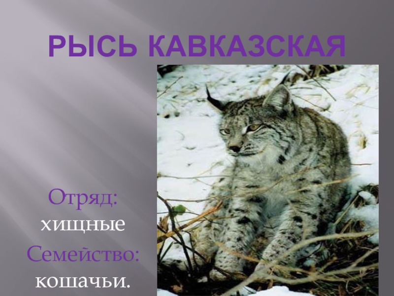 Кавказская рысь красная книга краснодарского