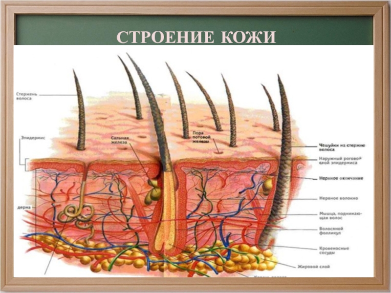 Строение кожи фото