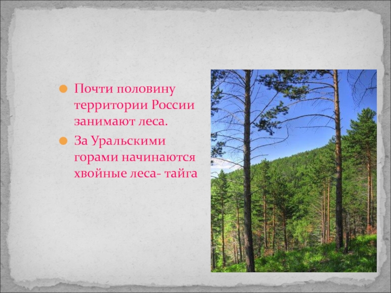 Территория тайги это леса занимающие. Леса занимают половину России. Леса занимают почти половину территории России. Богата природа России 1 класс. Природа России презентация.