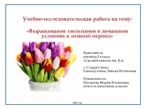 Презентация учебно-исследовательской работы на тему Выращивание тюльпанов в домашних условиях в зимний период