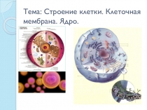 Презентация по биологии Строение клетки. Ядро