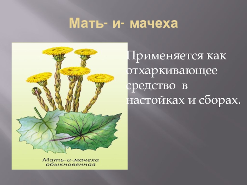 Мать и мачеха растение применение для человека. Мать-и-мачеха обыкновенная. Энциклопедия о мать и мачехи. Мать и мачеха лекарственное растение. Мать и мачеха как используется людьми.