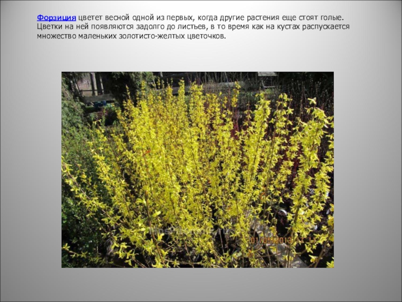 Растение форзиция фото и описание