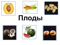 Презентация к уроку Плод 7 класс